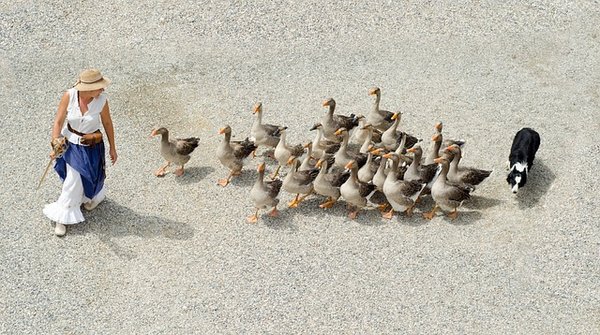 Comment trouver un producteur de foie gras fermier près de chez vous?