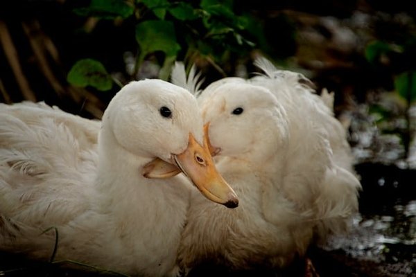 Comment choisir un producteur de foie gras de qualité : les critères clés