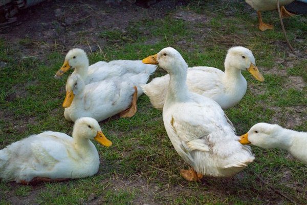 Où trouver des informations sur les producteurs de foie gras?