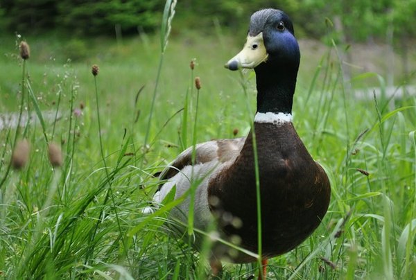 Quelles sont les étapes clés de la fabrication du foie gras ?