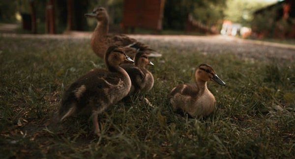 Où trouver des informations sur le processus de production du foie gras ?